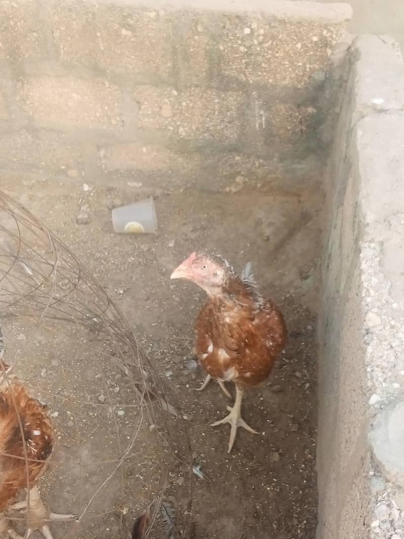 chicken 1