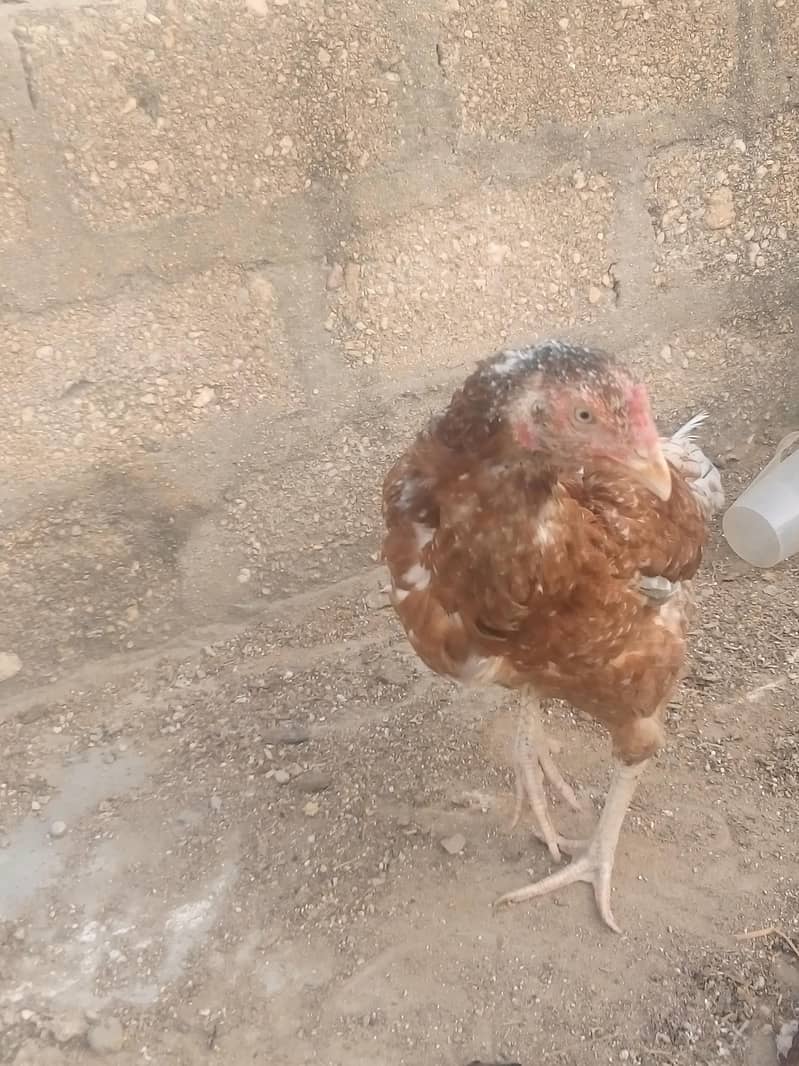 chicken 2