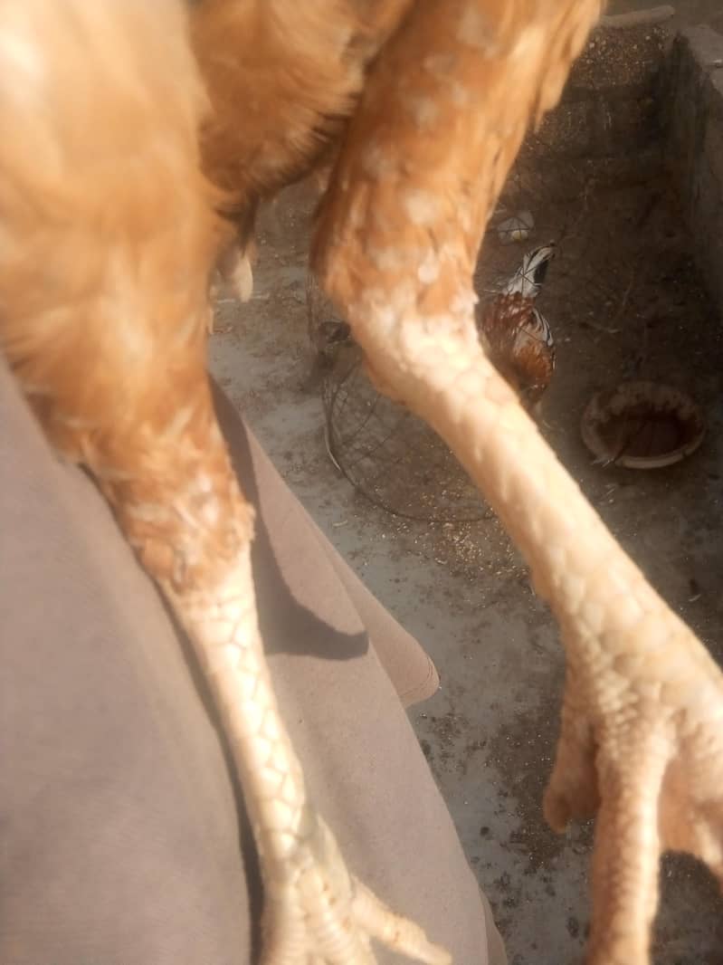 chicken 3