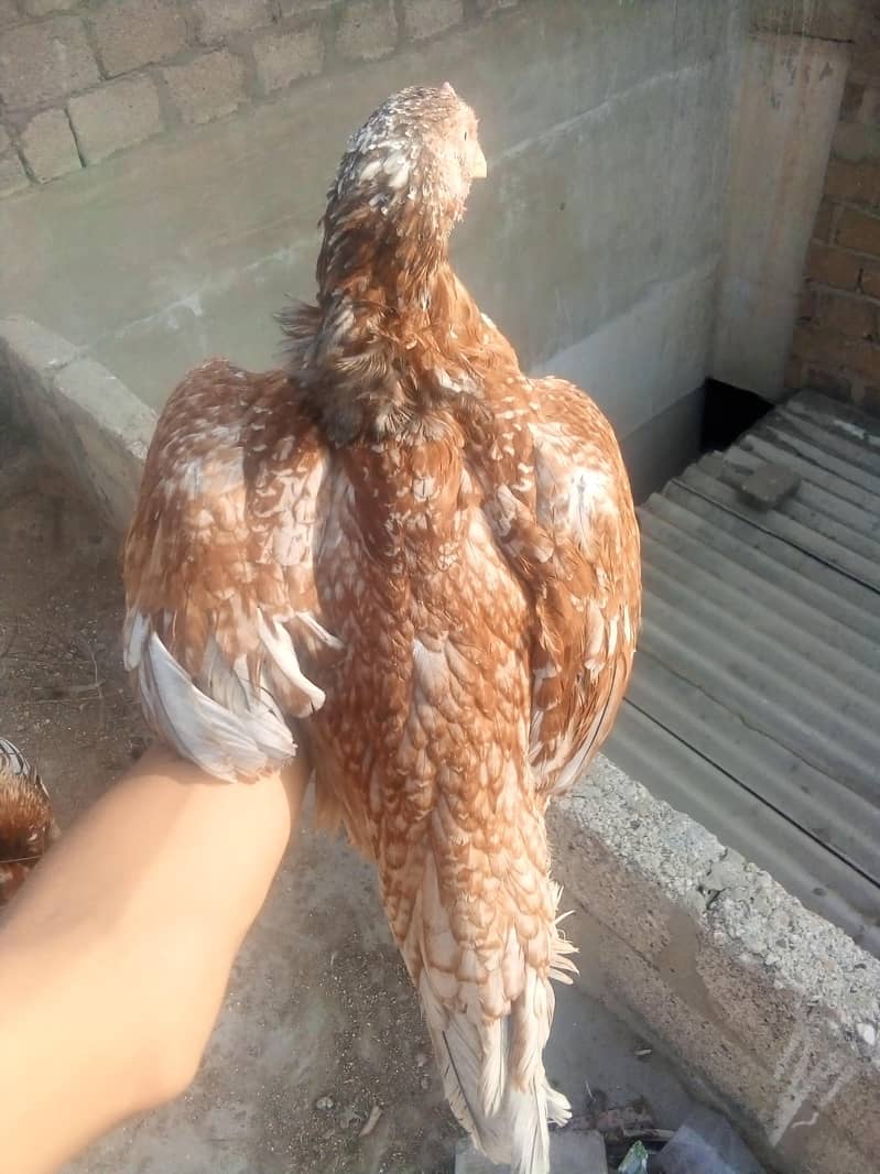 chicken 4