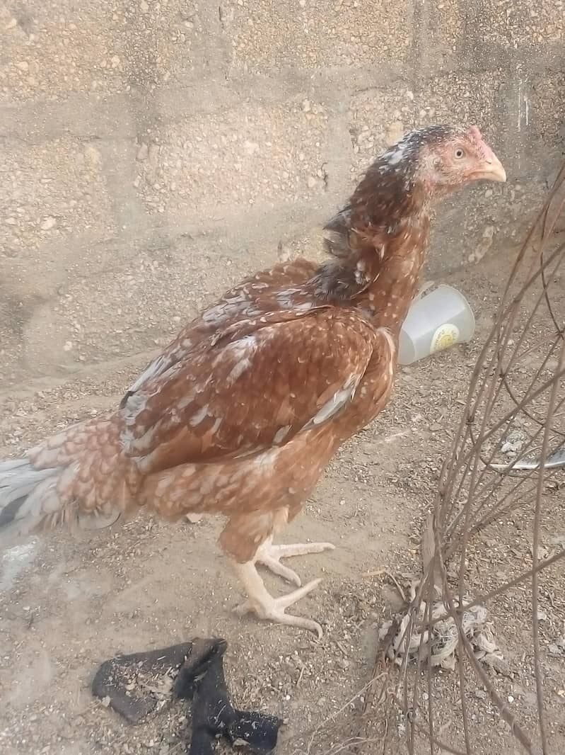 chicken 5