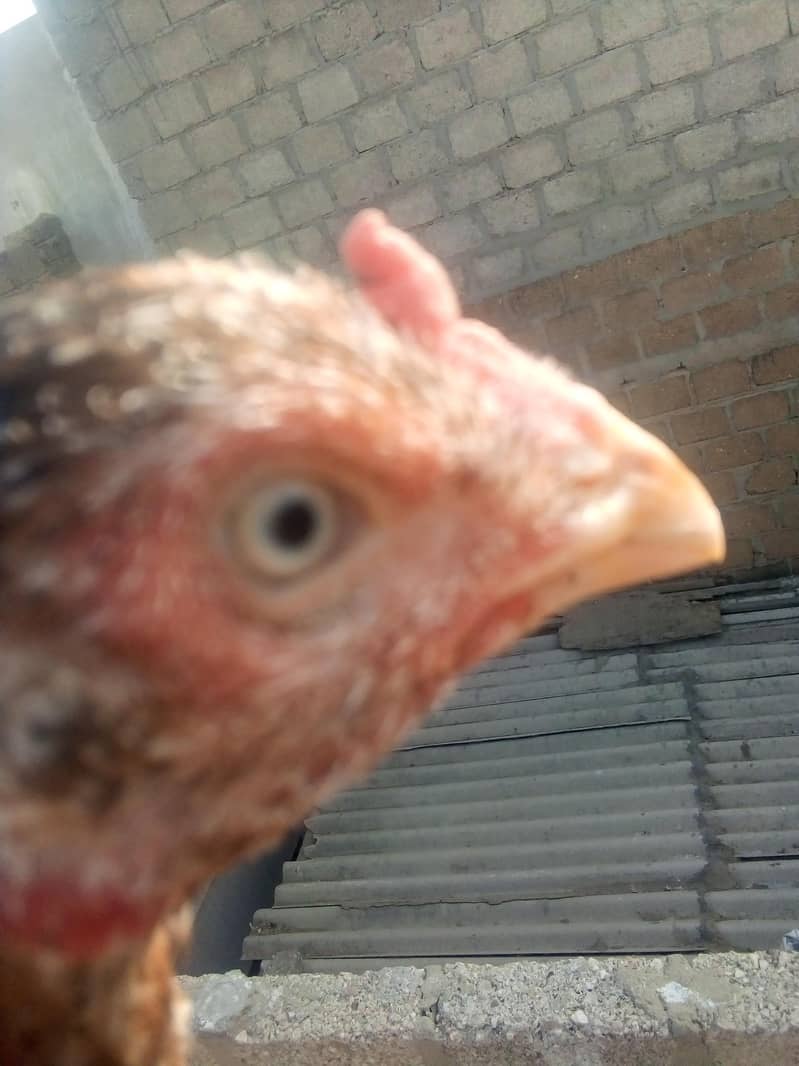 chicken 6