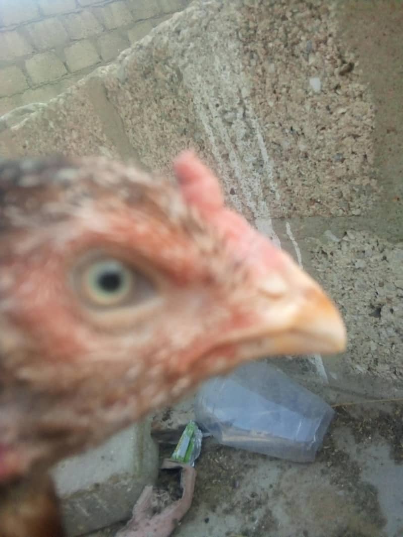 chicken 7