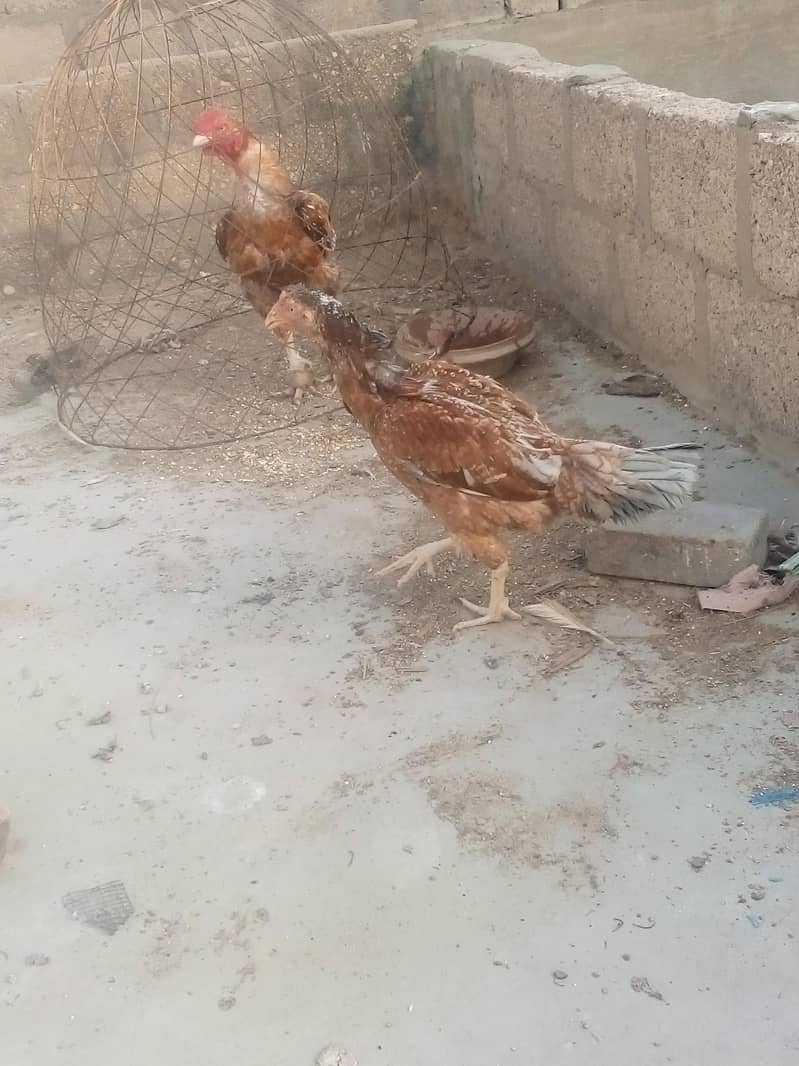 chicken 8