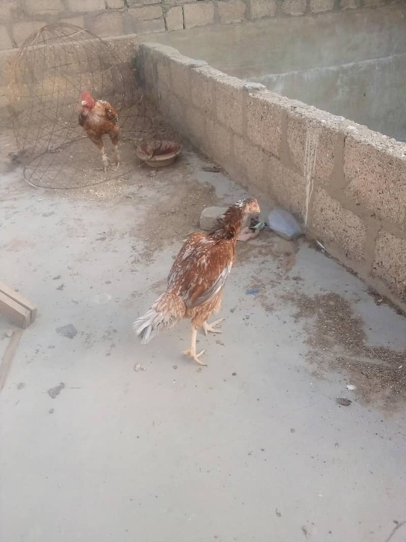 chicken 9