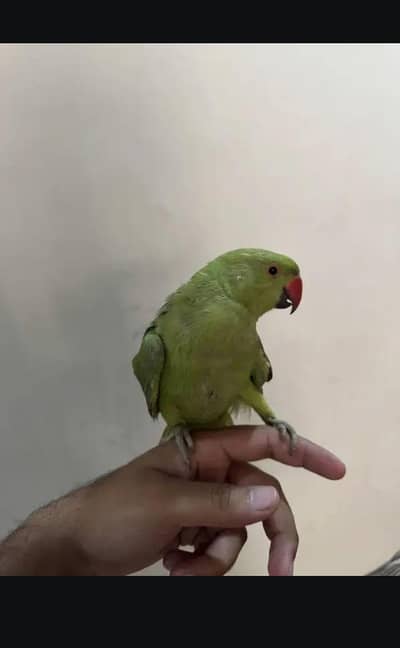 hand tame parrot full friend leya parrot