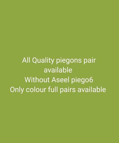colour full piegons pair