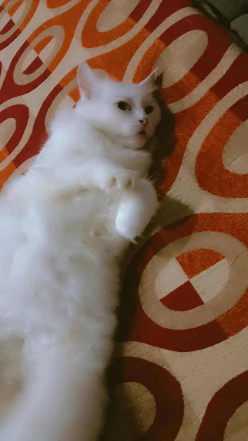 cat. . . . 0