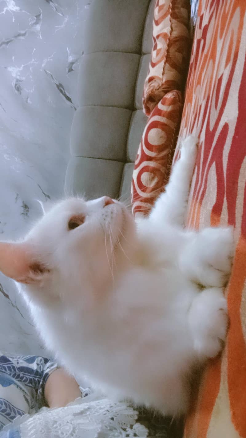 cat. . . . 1