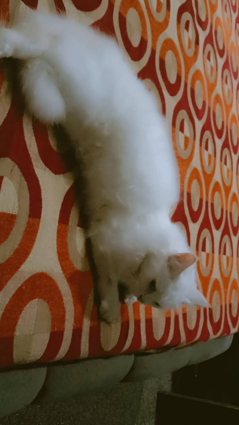 cat. . . . 2