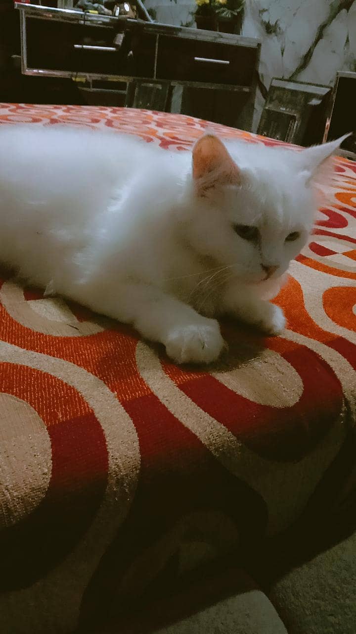 cat. . . . 3