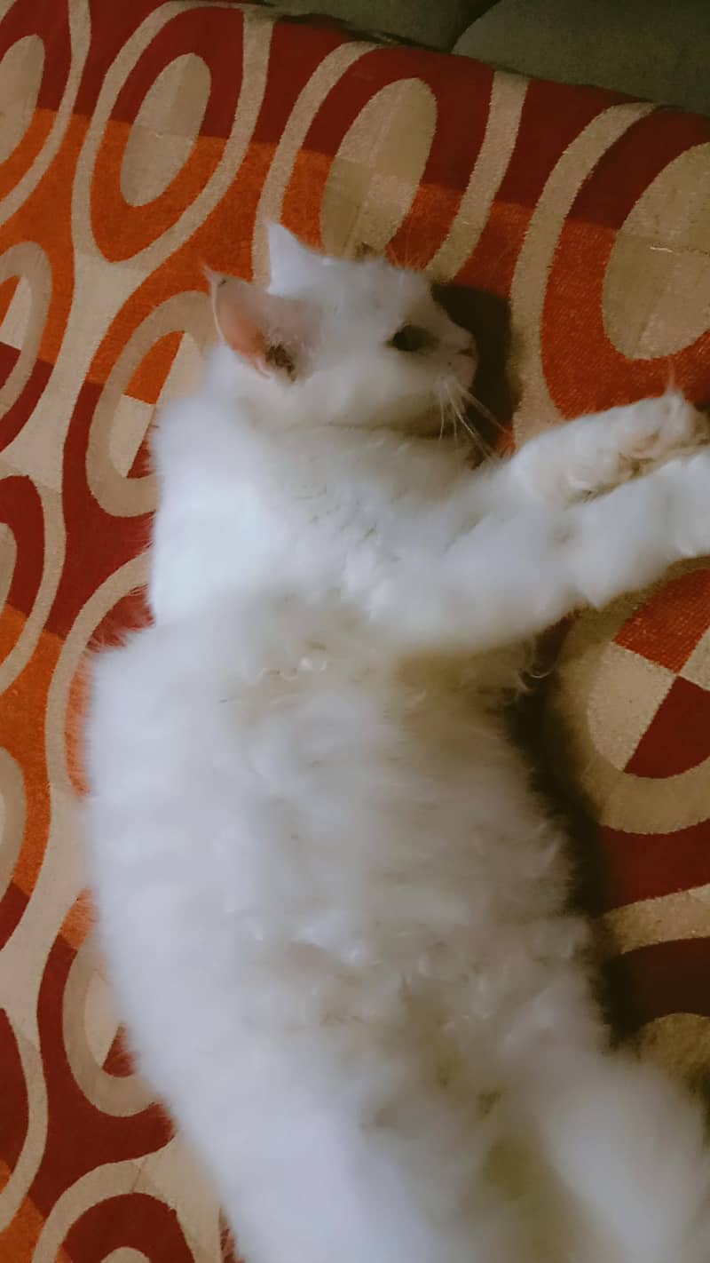 cat. . . . 4