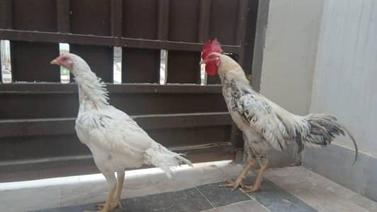 Rooster and Hen pair