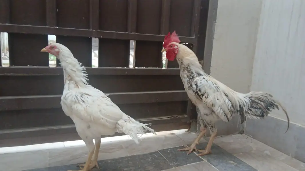 Rooster and Hen pair