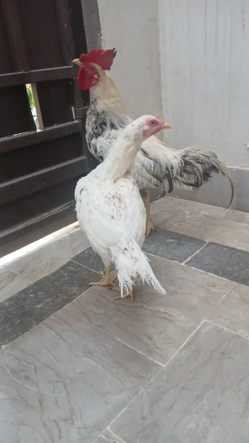 Rooster and Hen pair — photo 2