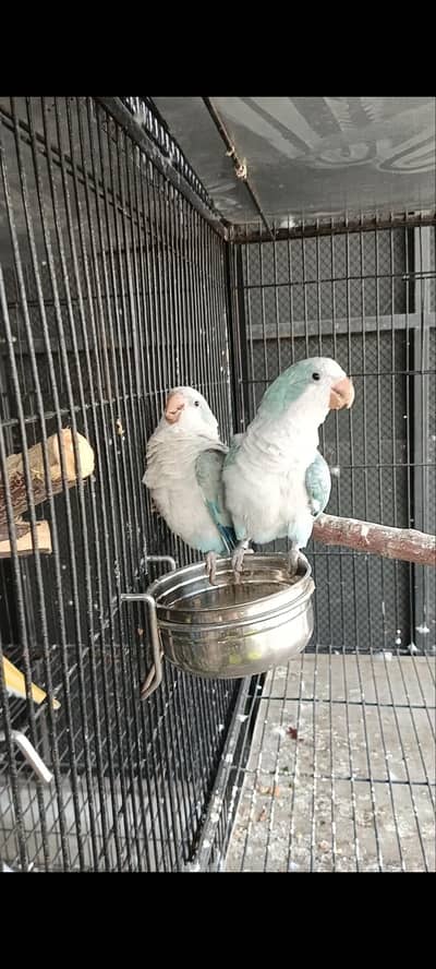 monk opline parakeet bredar raw female bredar