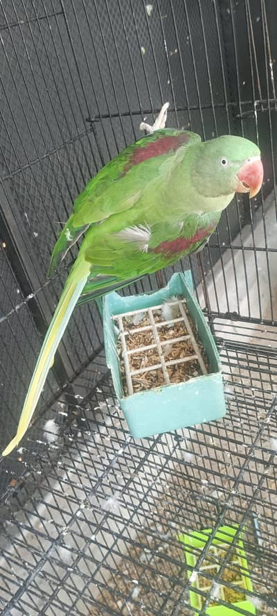 raw parrot female bredar