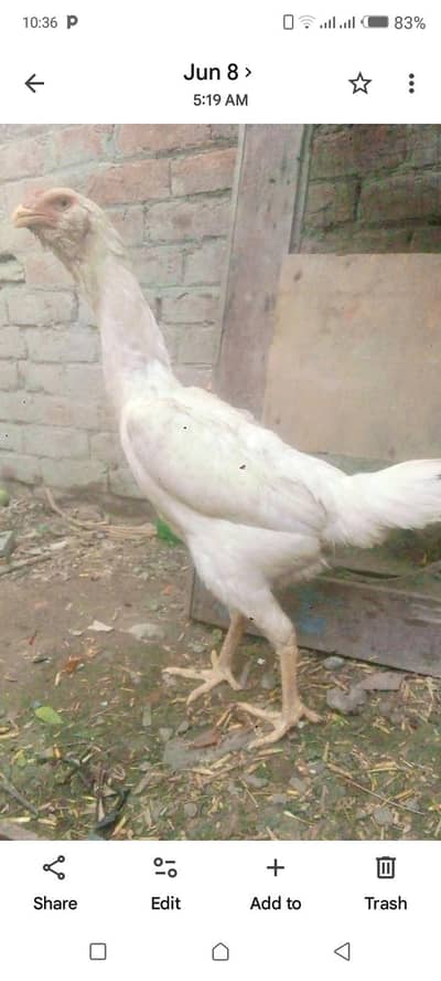 shamoo cross chiks galwa white  femail shamo femail wtsap 03271995785