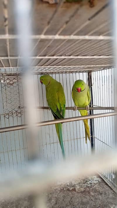 for sell 2 male