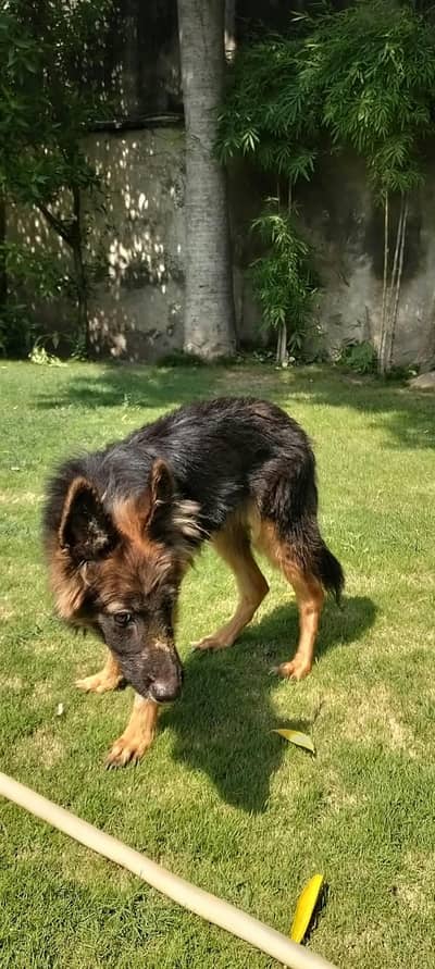 German Shepherd  | Female | Vaccinated | Black Mask