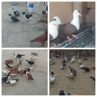pigeon for sale