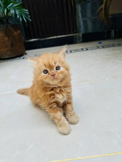 Persian Cats