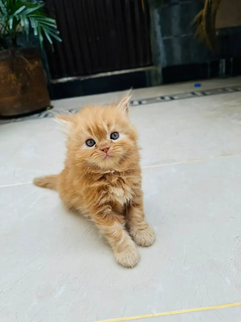 Persian Cats