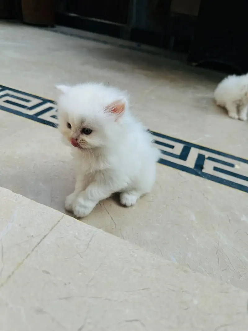 Persian Cats — photo 2