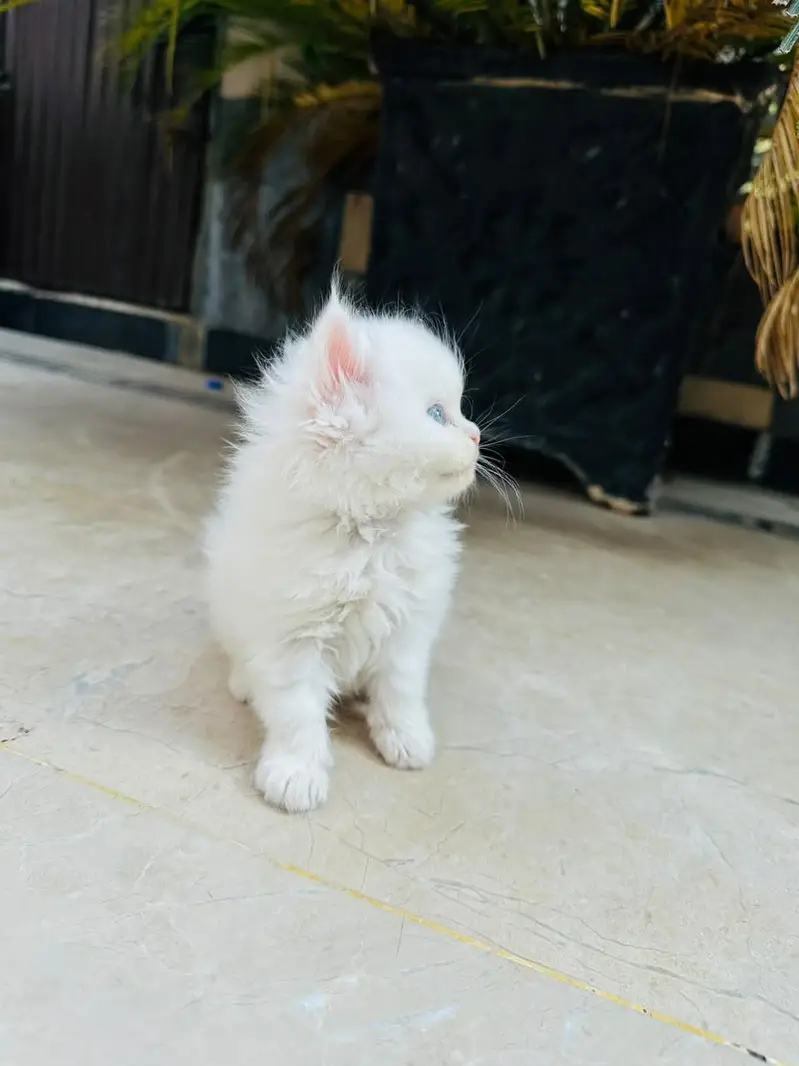 Persian Cats — photo 3