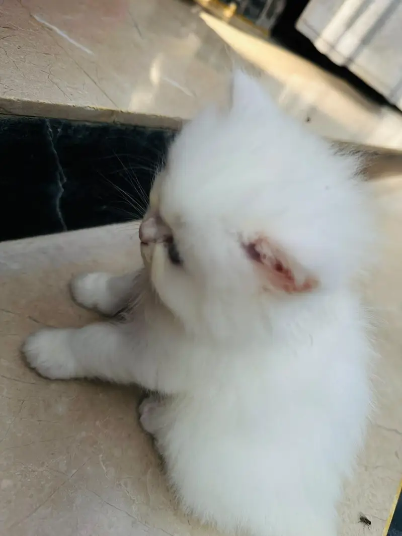 Persian Cats — photo 4