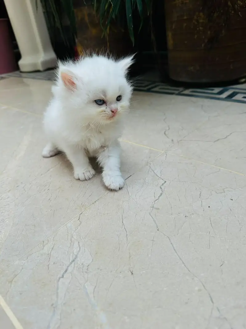Persian Cats — photo 5