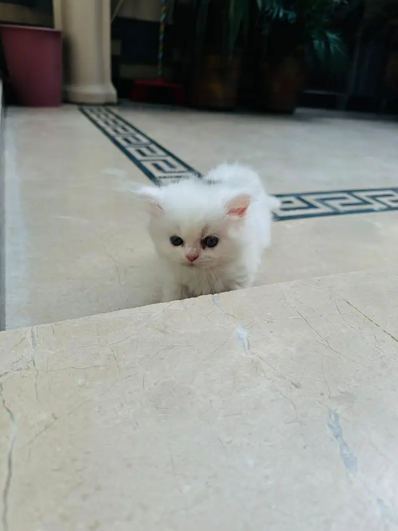 Persian Cats — photo 6