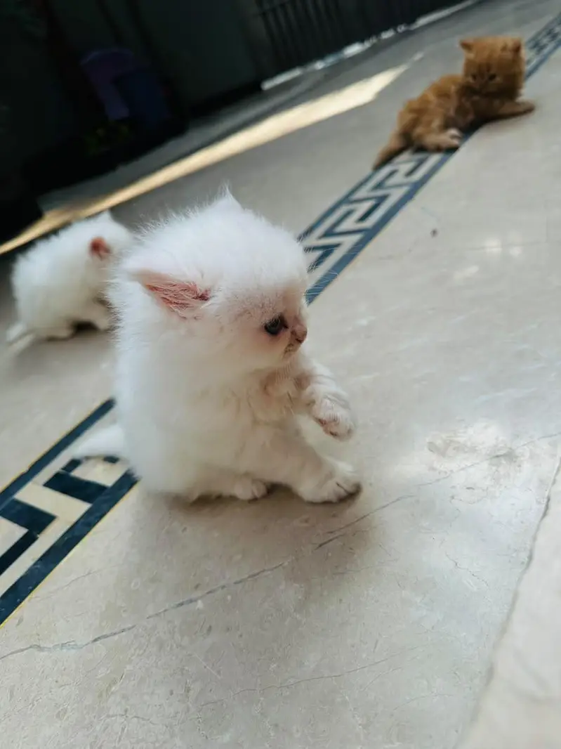 Persian Cats — photo 7