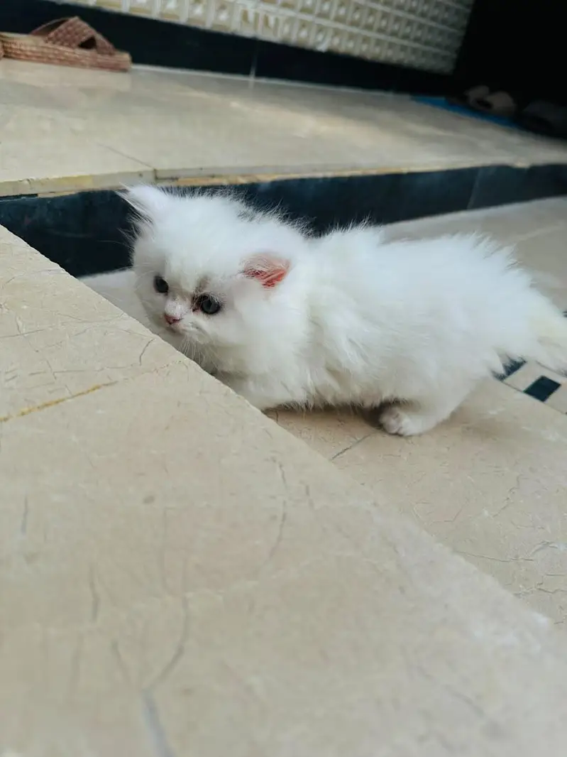 Persian Cats — photo 8
