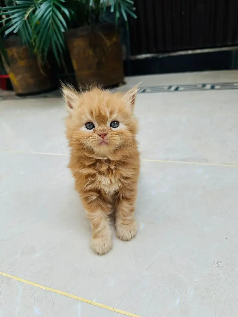 Persian Cats — photo 9