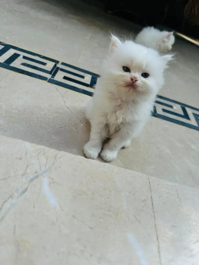 Persian Cats — photo 10