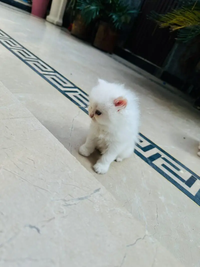 Persian Cats — photo 11