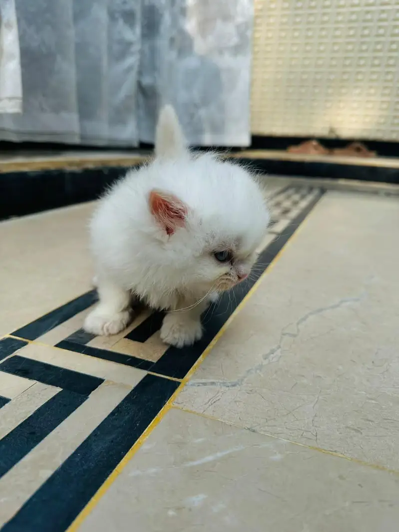 Persian Cats — photo 12