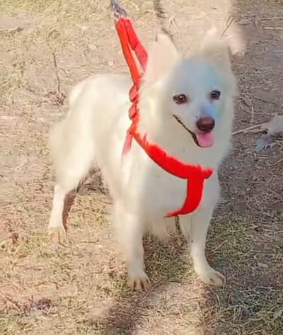 pure Russian female zero size long coat healthy and active