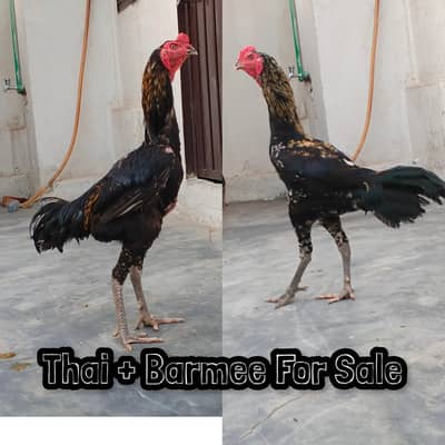 Thai + Barmee Aseel for sale age 1 year