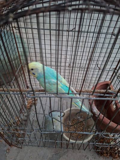Rainbow Breeder female for sale