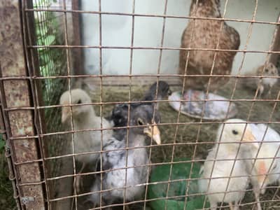 HEN WITH CHIKS EXCHNGE ALSO POSSIBLE