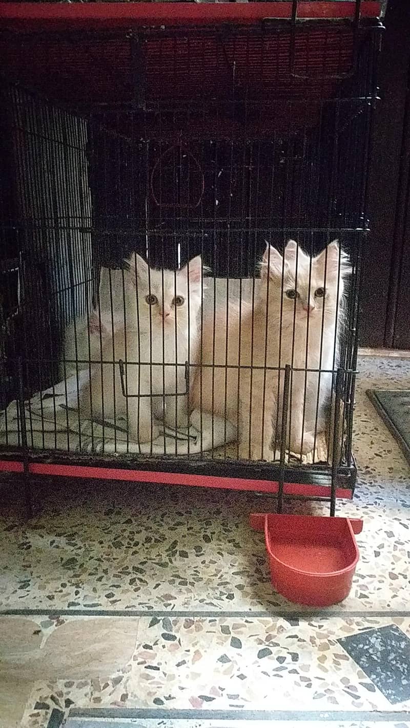 persian kittens 0