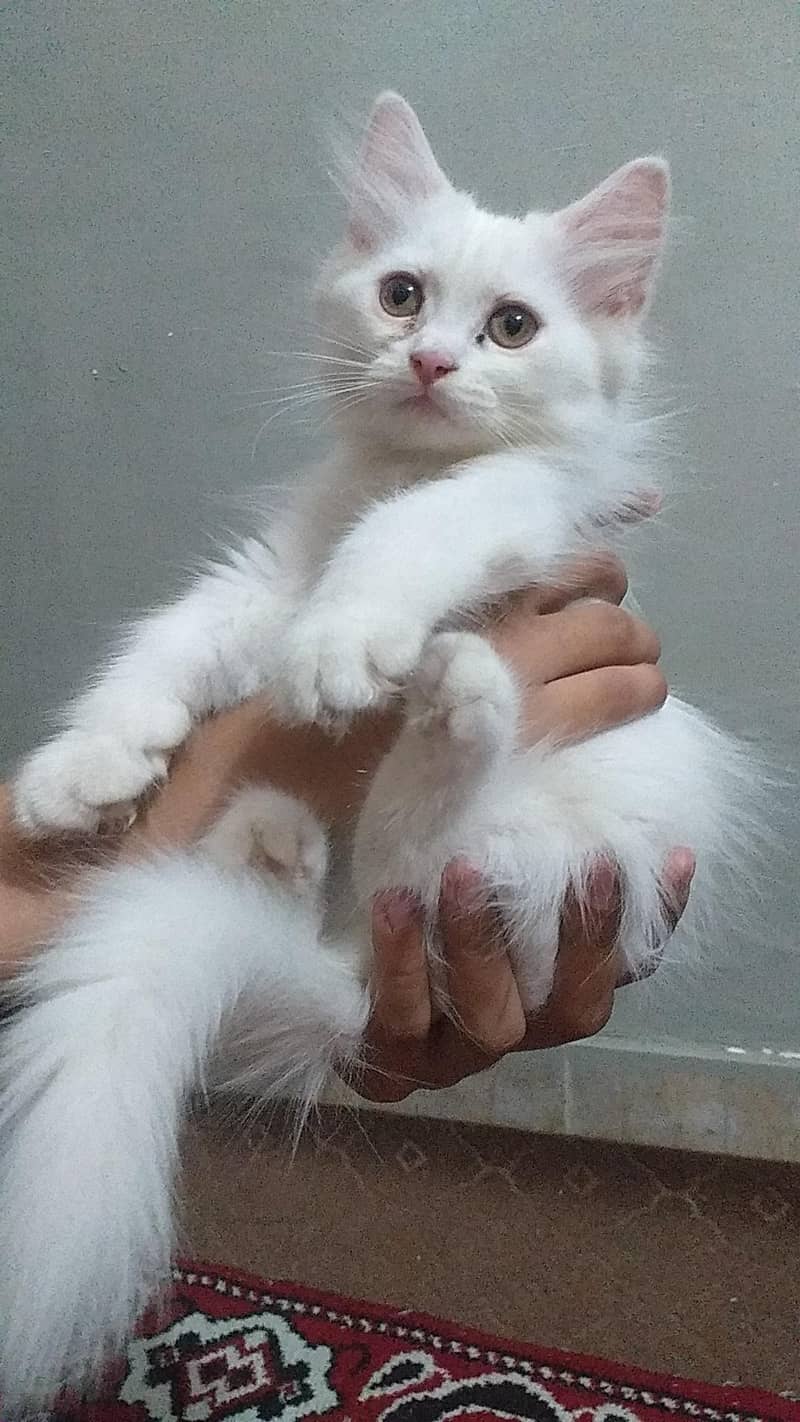 persian kittens 1