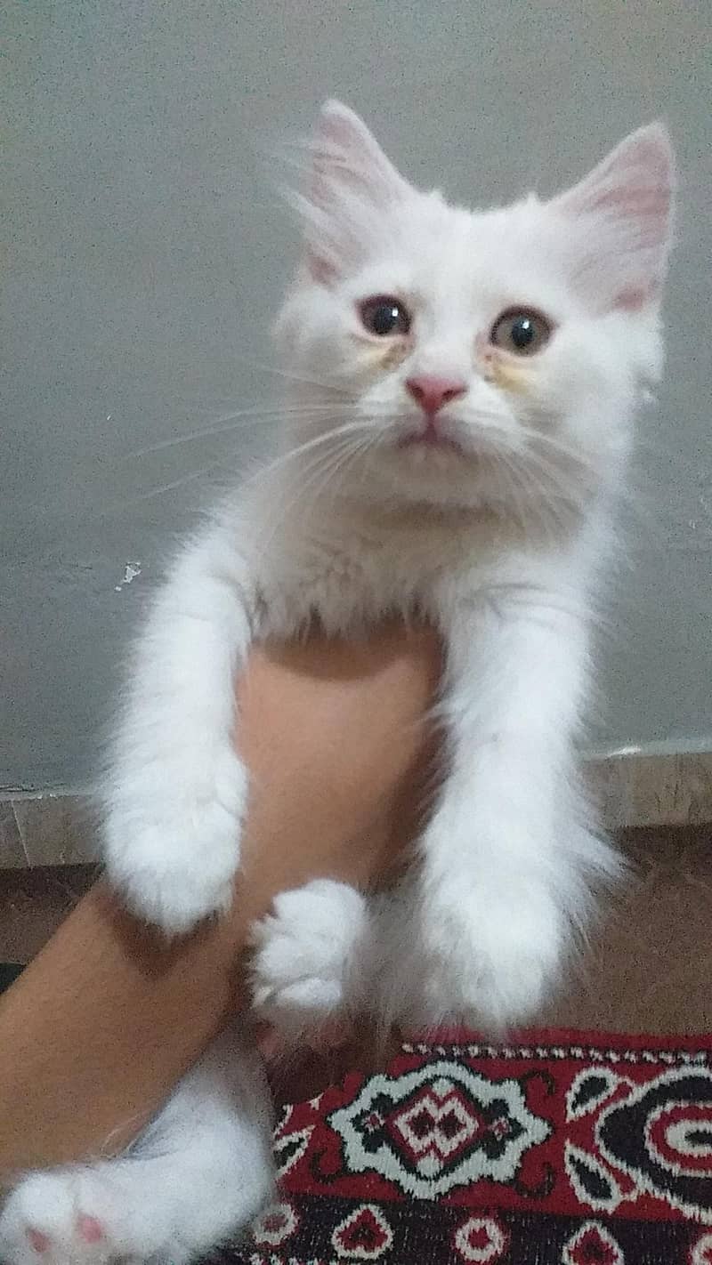 persian kittens 2