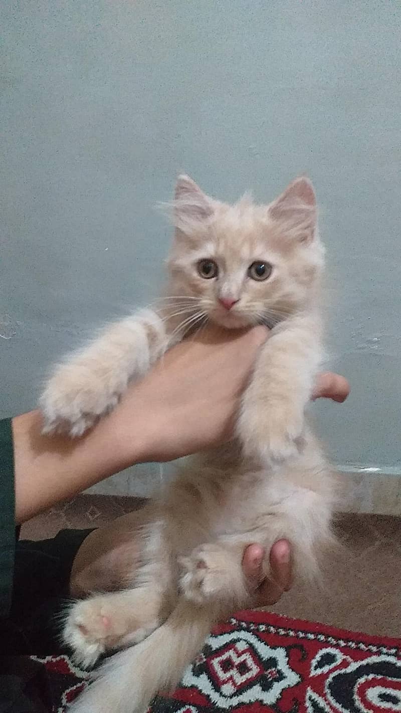 persian kittens 3