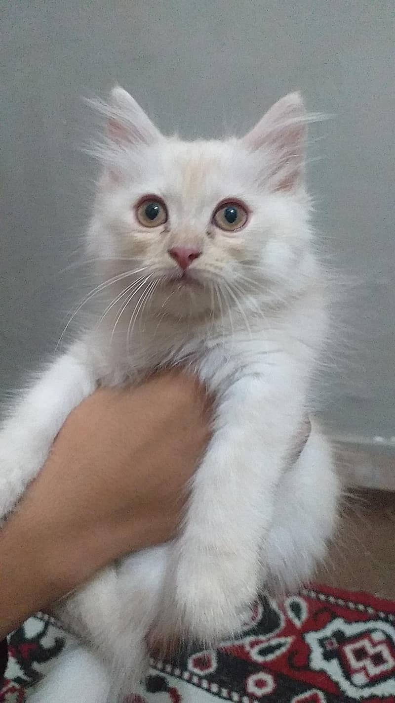 persian kittens 4