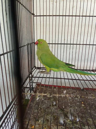 Ringneck Breeder female for sale