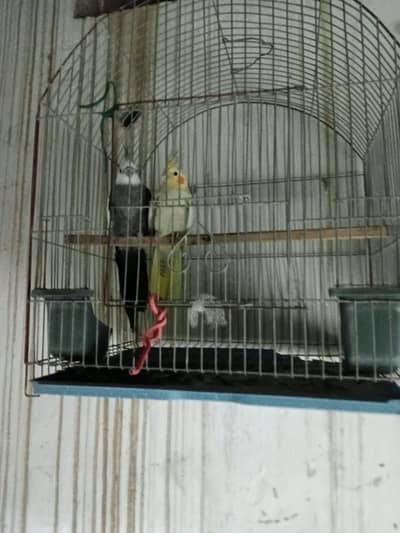 Healthy and active parrot pair for sale