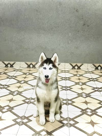 Husky fantastic quality